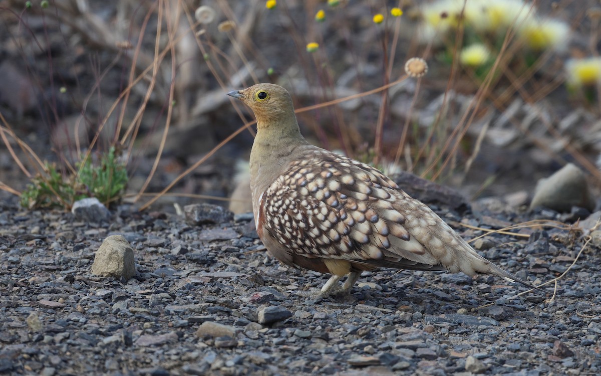 Namaqua Sandgrouse - Dominic Rollinson - Birding Ecotours