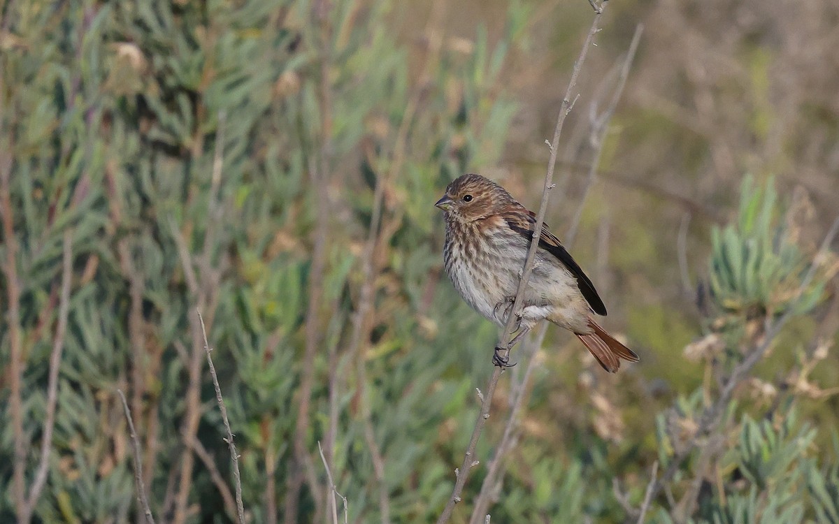 Black-headed Canary - ML610318184