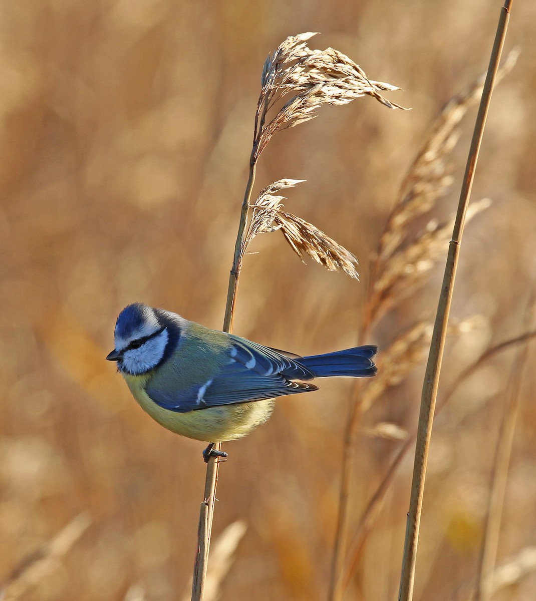 Eurasian Blue Tit - Michael Bird