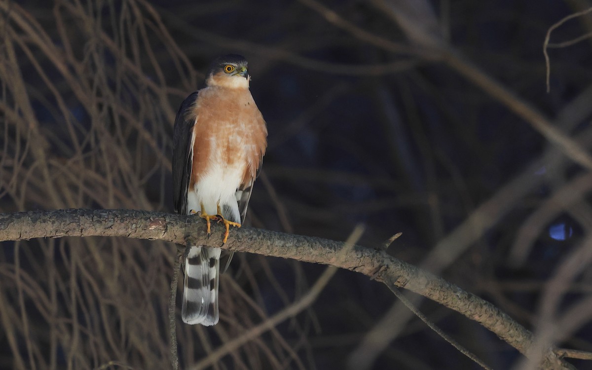 Rufous-breasted Sparrowhawk - Dominic Rollinson - Birding Ecotours