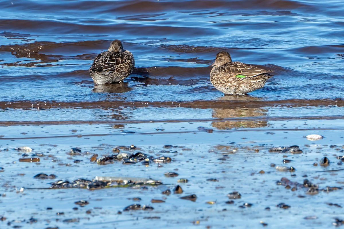 Green-winged Teal - ML610318217