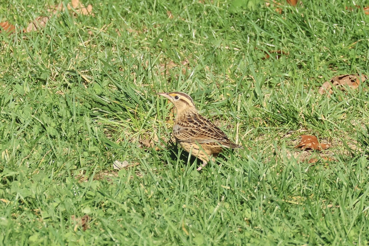 Eastern Meadowlark - ML610318343