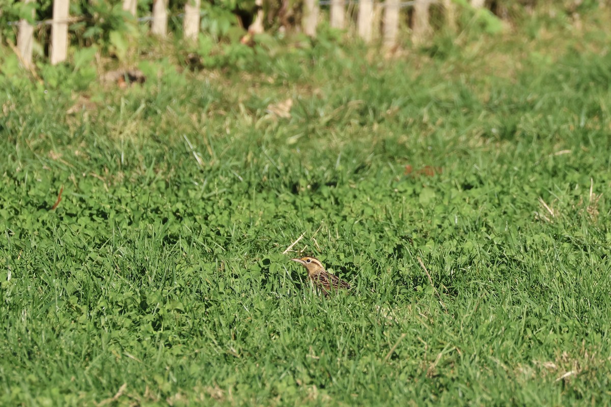 Eastern Meadowlark - ML610318344