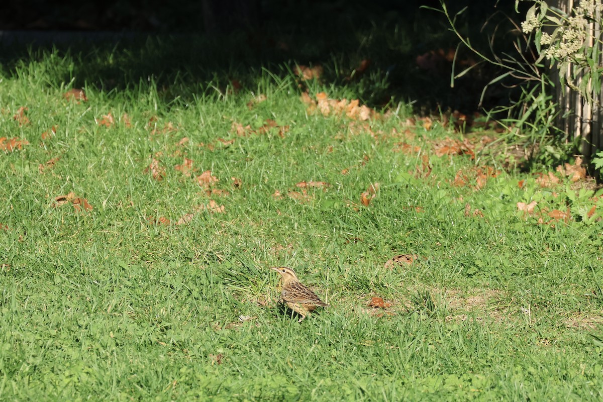 Eastern Meadowlark - ML610318345