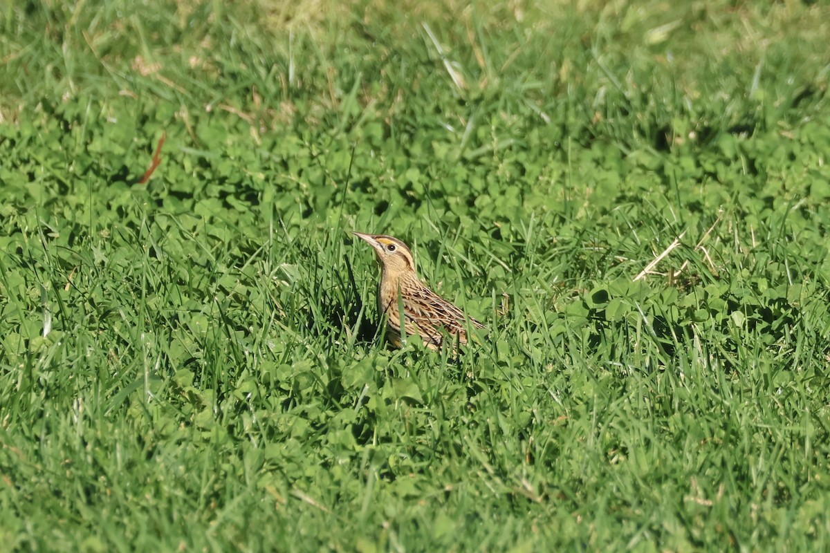 Eastern Meadowlark - ML610318362