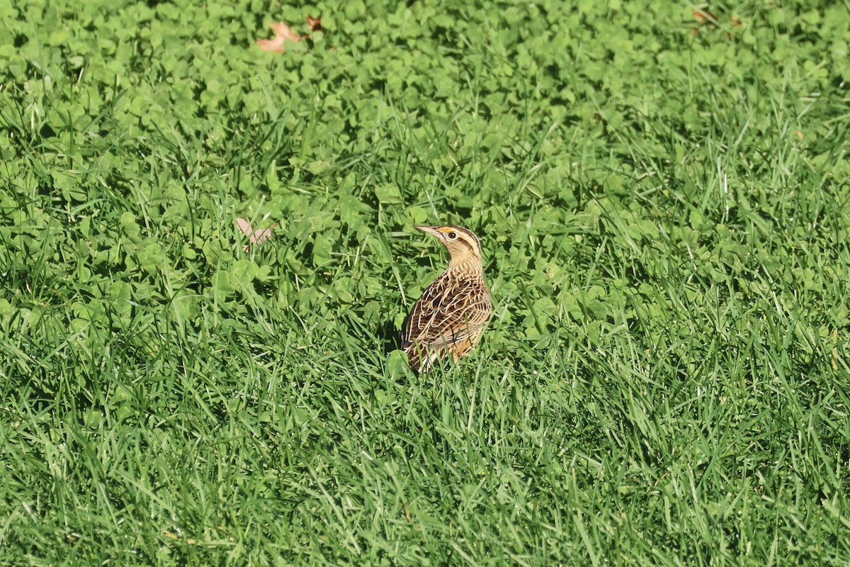 Eastern Meadowlark - ML610318363