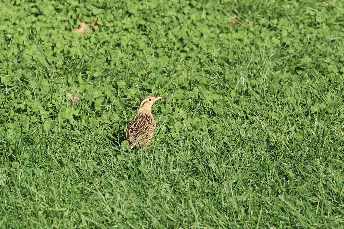 Eastern Meadowlark - ML610318364
