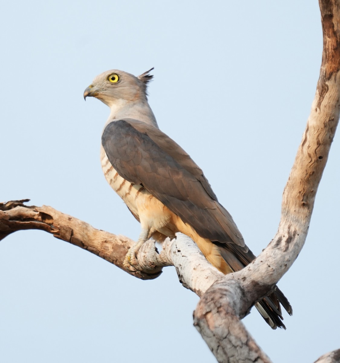 Pacific Baza - ML610318389