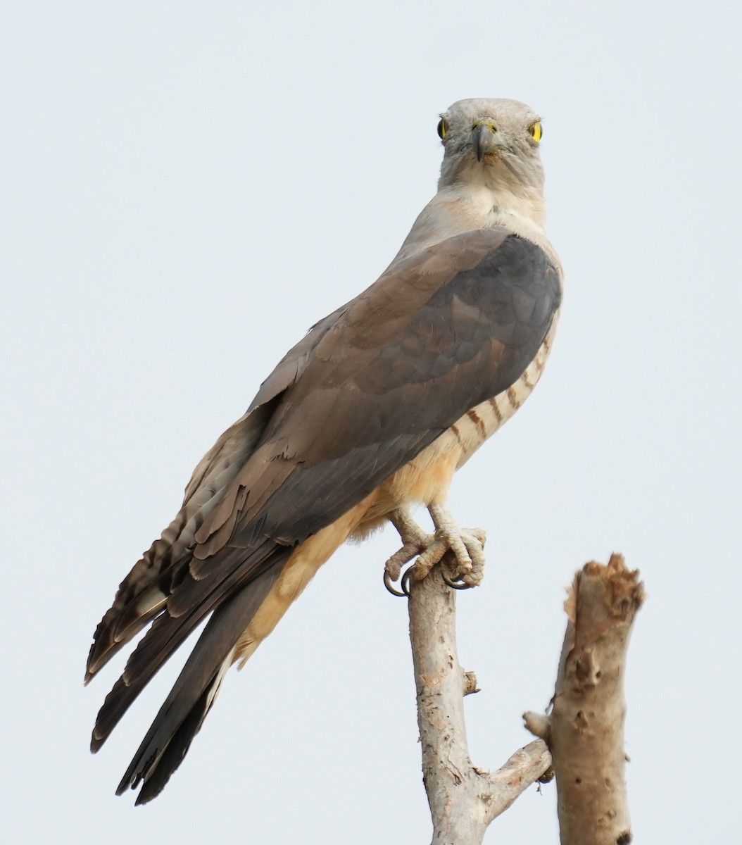 Pacific Baza - ML610318390