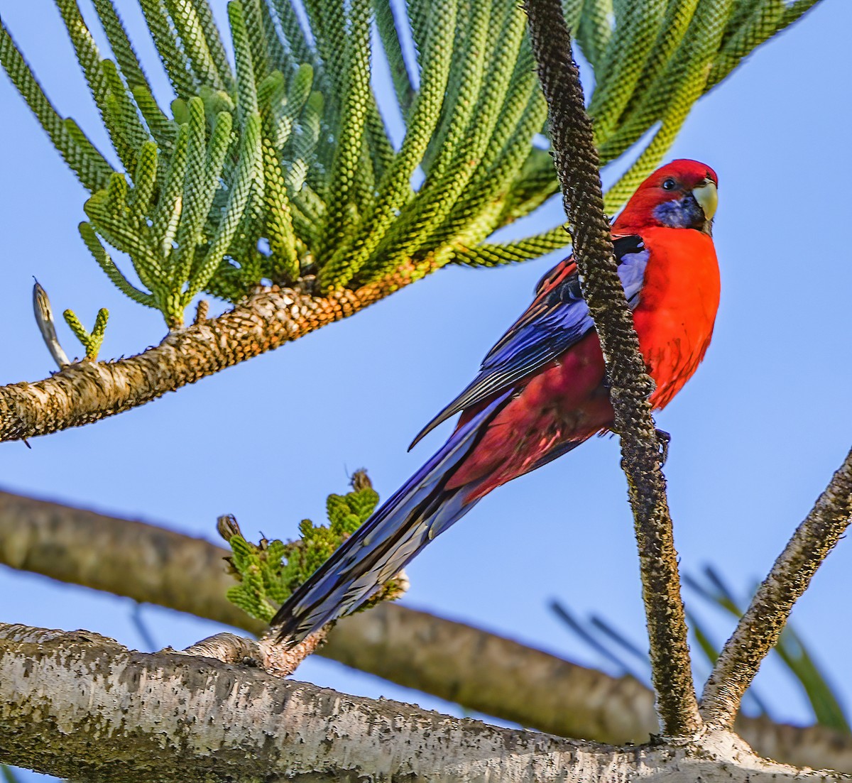 Crimson Rosella - ML610318453