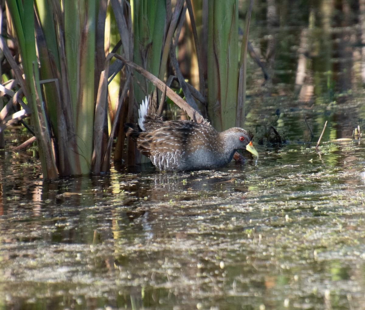 Australian Crake - ML610318469