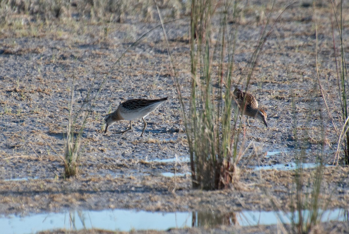 Sharp-tailed Sandpiper - ML610318476