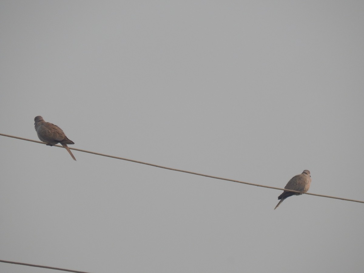 Eurasian Collared-Dove - ML610318538