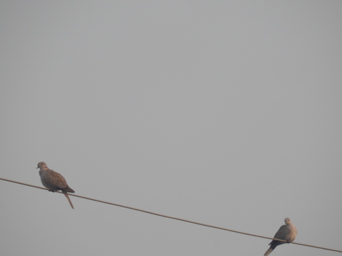 Eurasian Collared-Dove - ML610318547