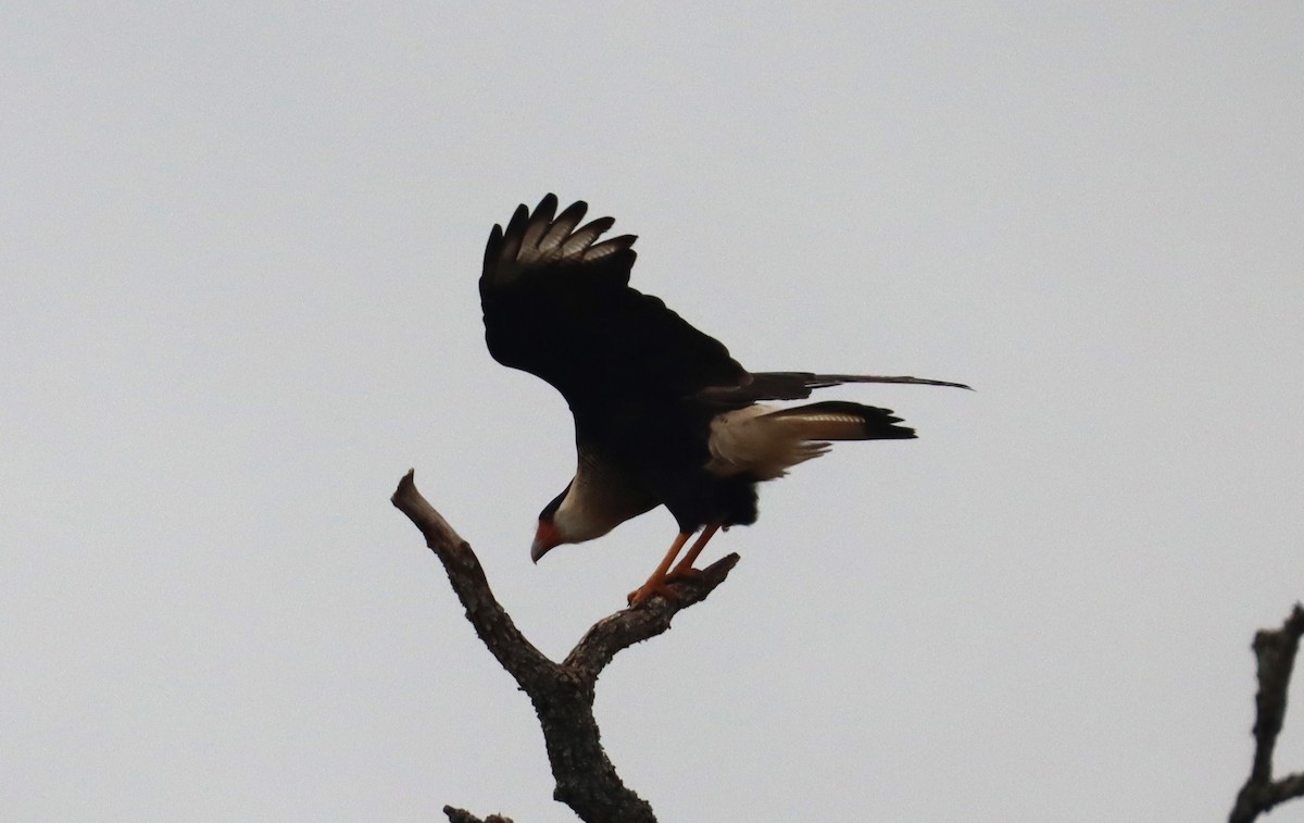 Crested Caracara - ML610318581