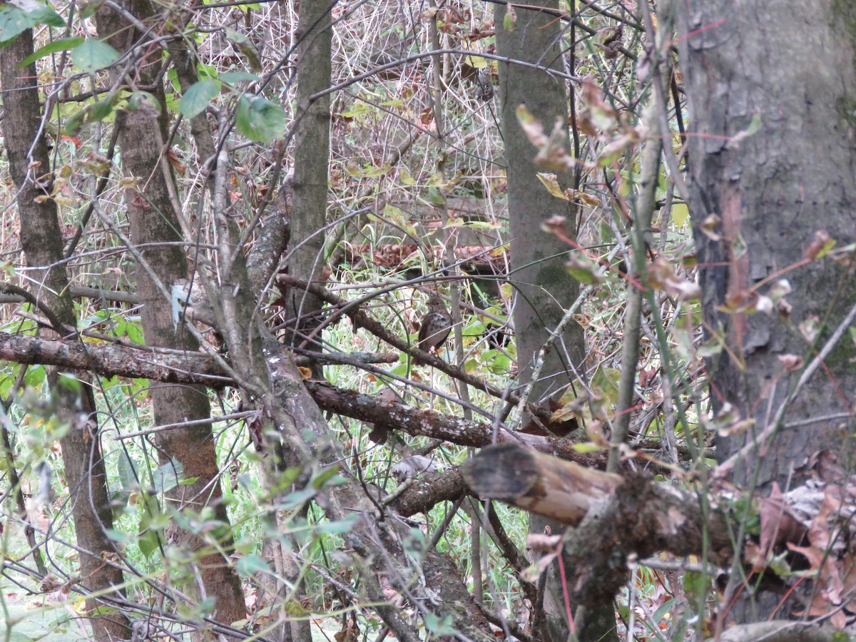 Hermit Thrush - Monica Hoel