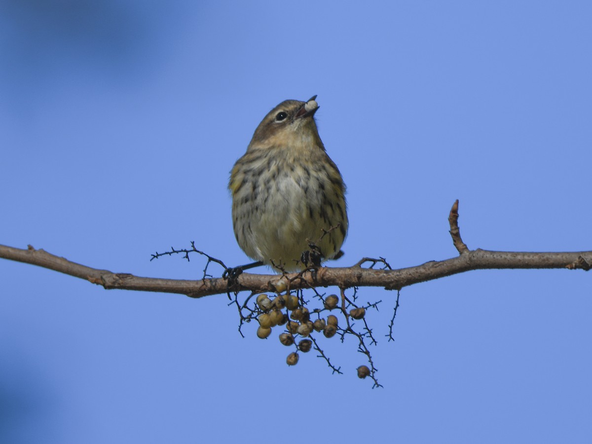 Yellow-rumped Warbler - ML610318666