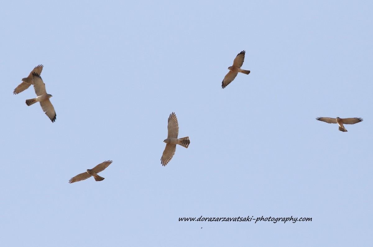 Levant Sparrowhawk - Dora  Zarzavatsaki