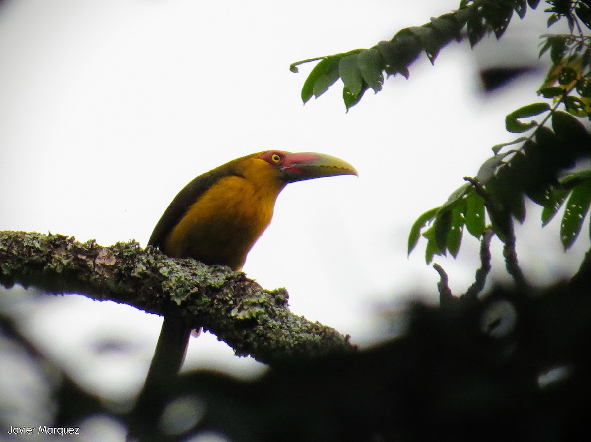 Saffron Toucanet - Javier Márquez