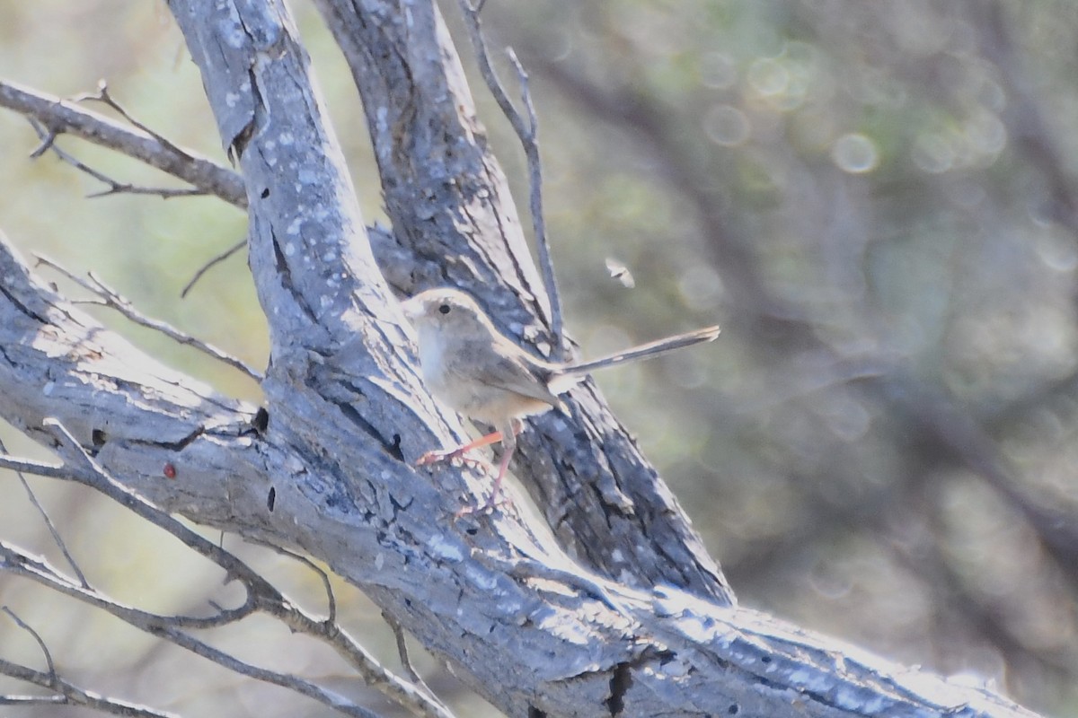 White-winged Fairywren - ML610318764