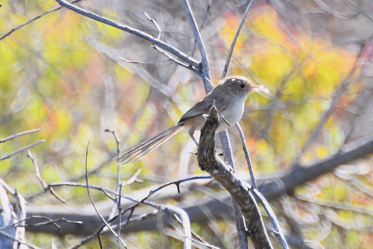 White-winged Fairywren - ML610318766