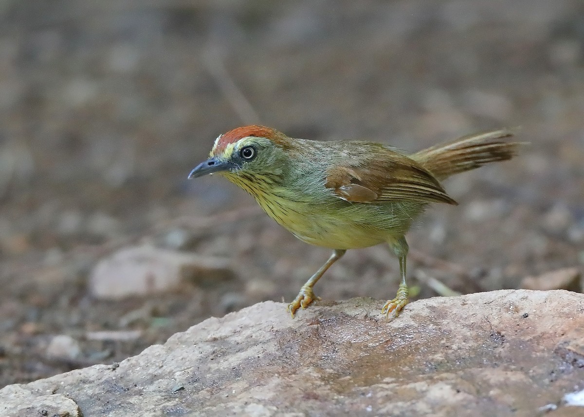 Pin-striped Tit-Babbler - ML610318767