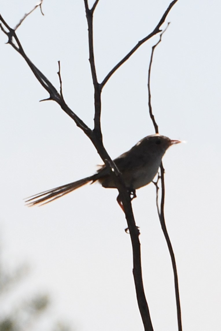 White-winged Fairywren - ML610318769