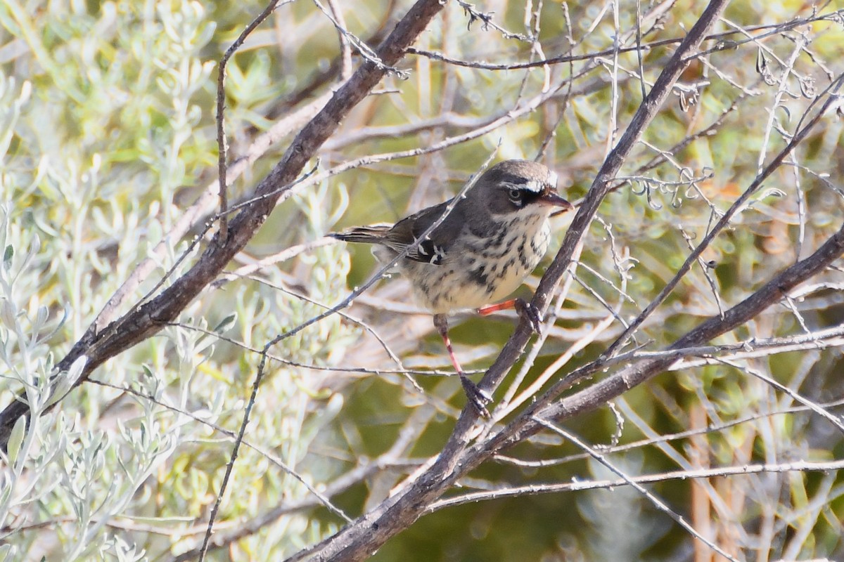 Spotted Scrubwren - ML610318771