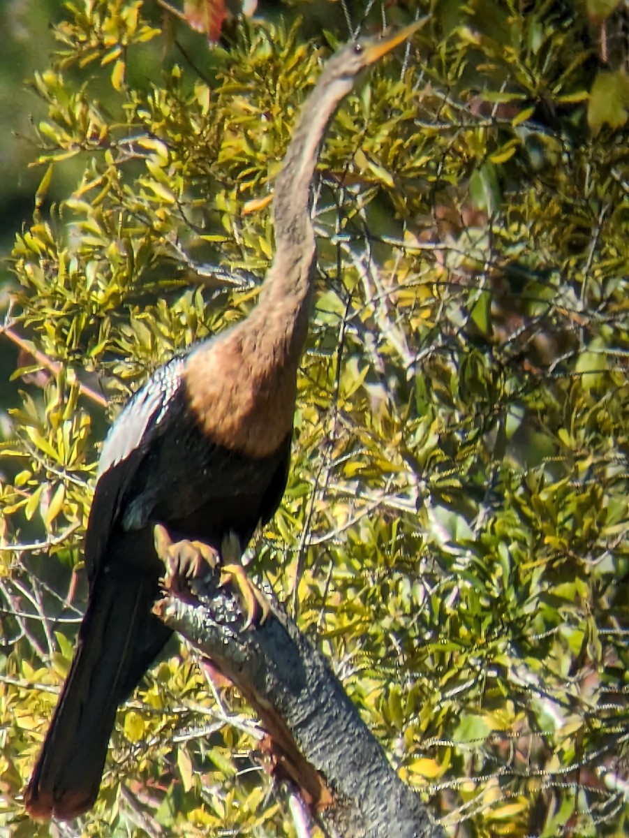 Amerika-Schlangenhalsvogel - ML610318801