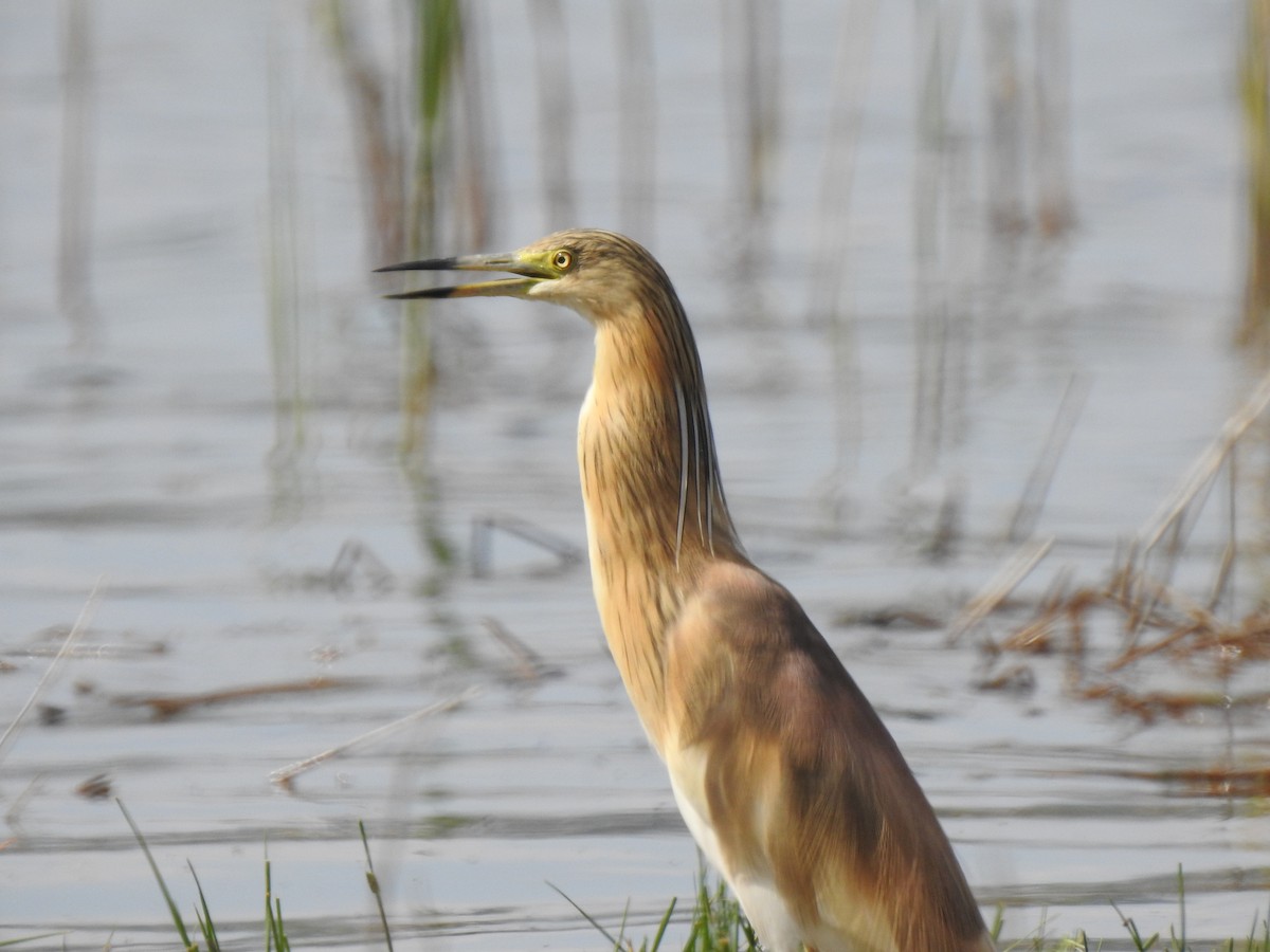 Squacco Heron - ML610318827