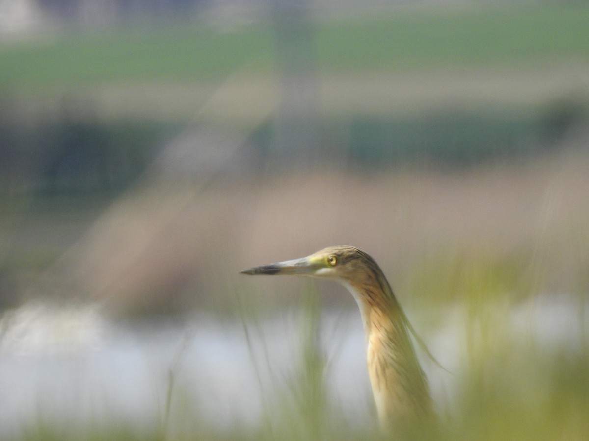 Squacco Heron - Zeynep Sever