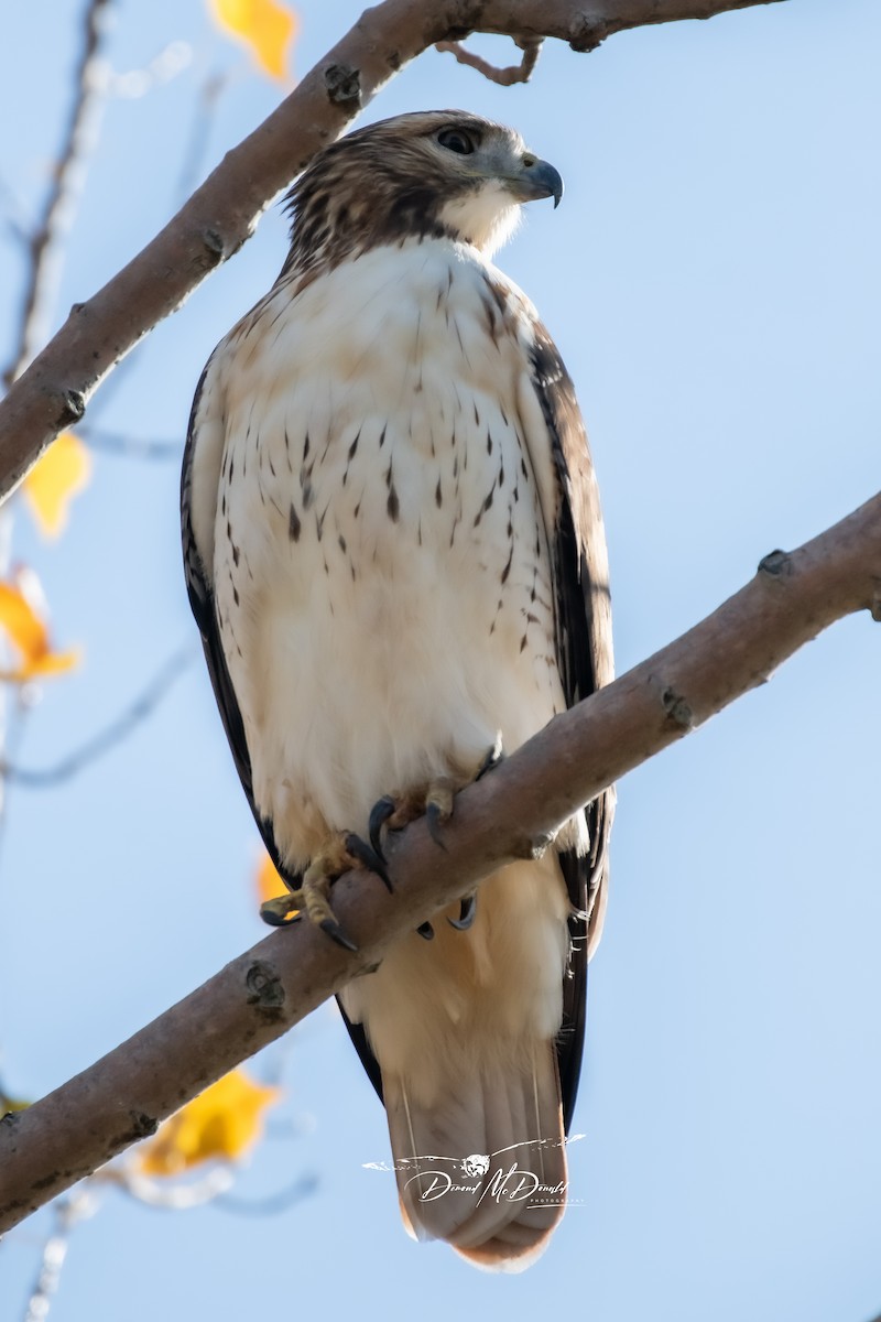 Red-tailed Hawk - ML610318884