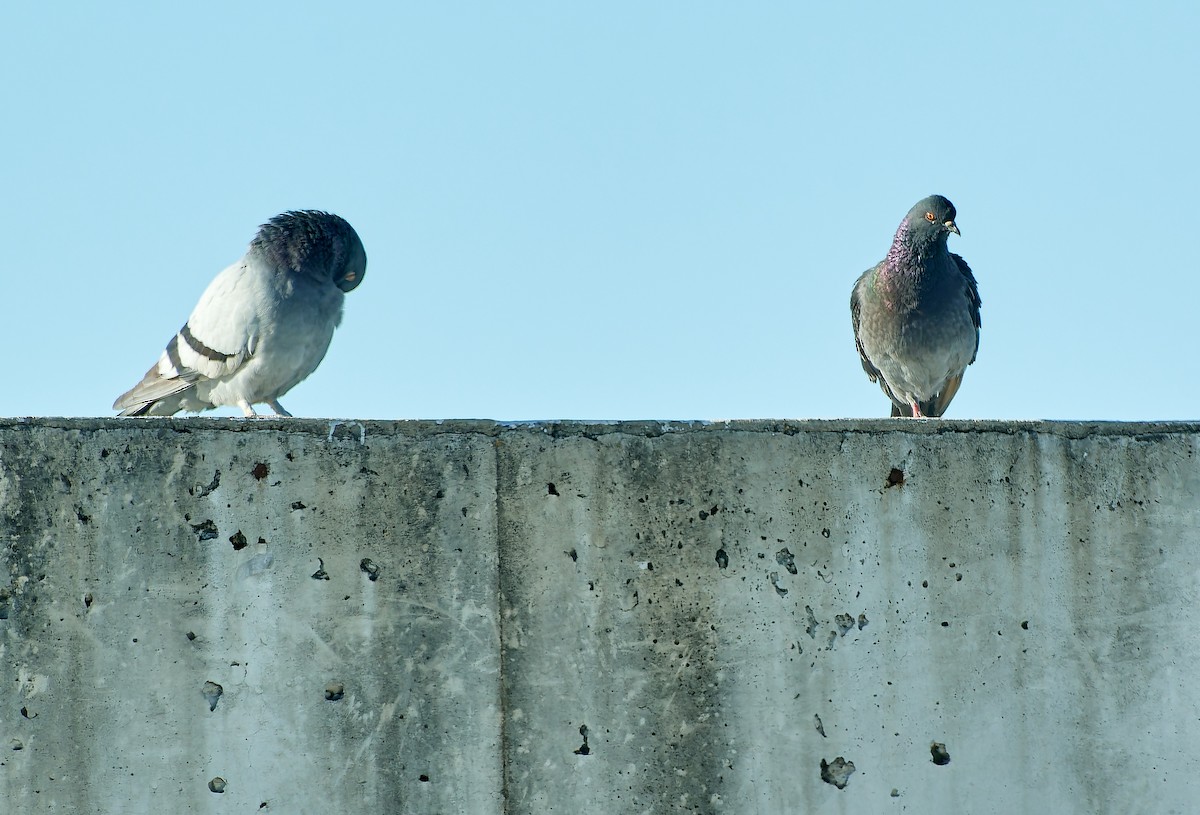 Rock Pigeon (Feral Pigeon) - ML610318918