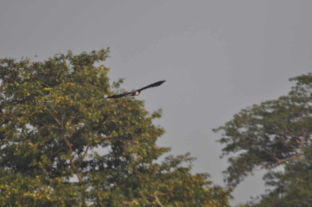 Lesser Fish-Eagle - ML610319010