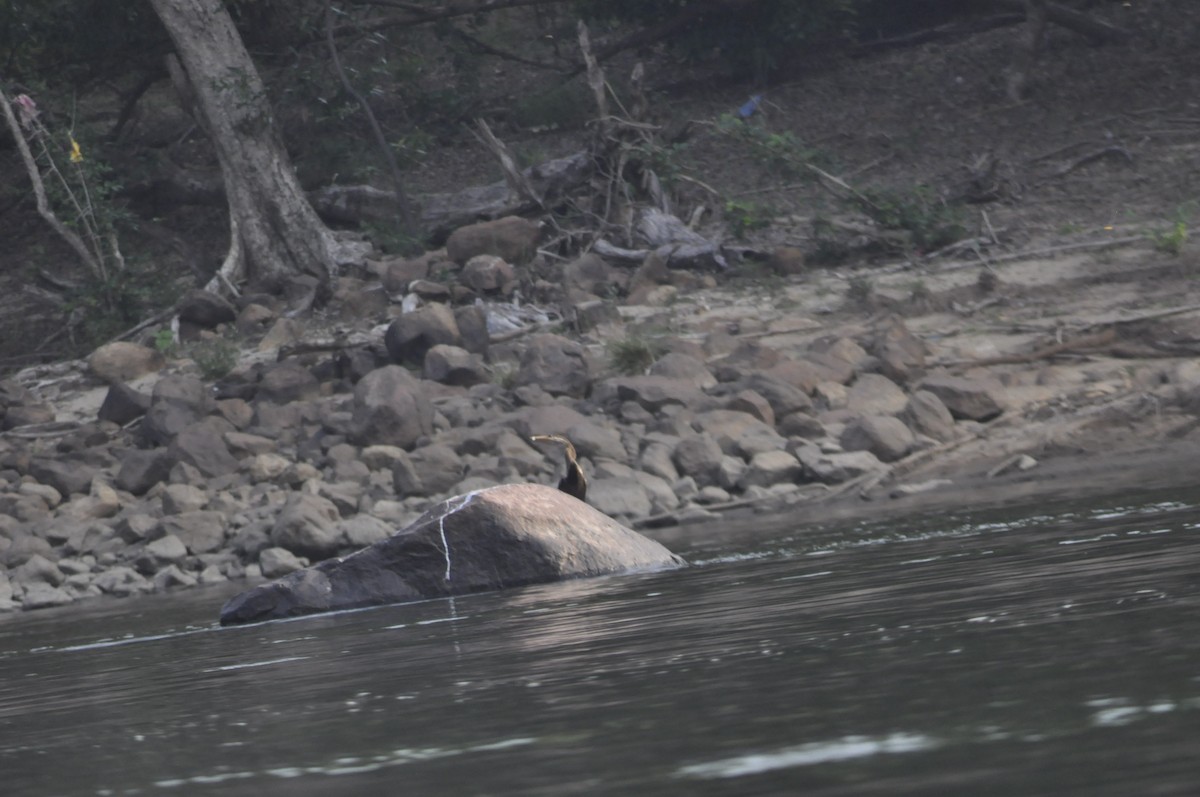 Anhinga Asiática - ML610319052