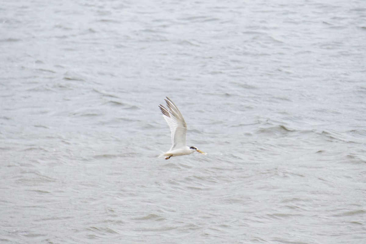 Sandwich Tern - ML610319156