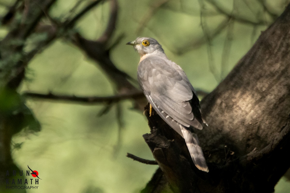 Common Hawk-Cuckoo - ML610319169