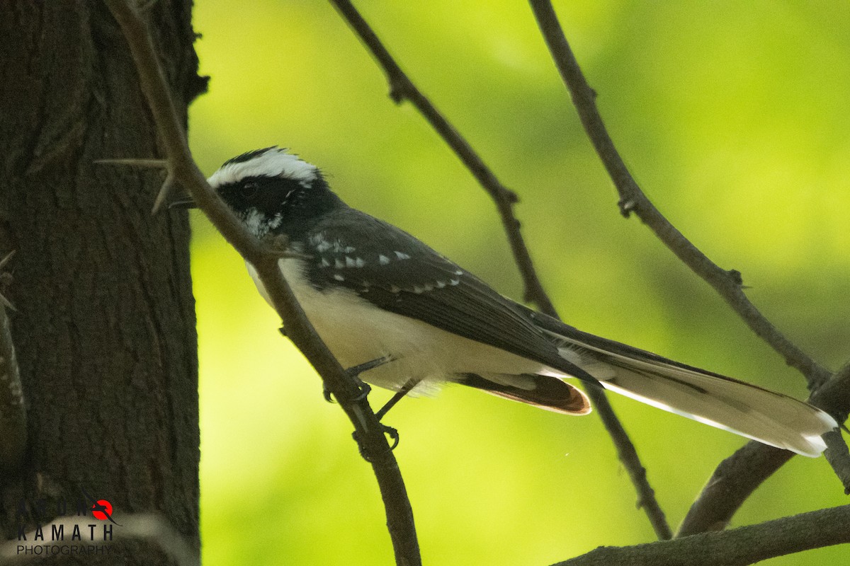 White-browed Fantail - ML610319171