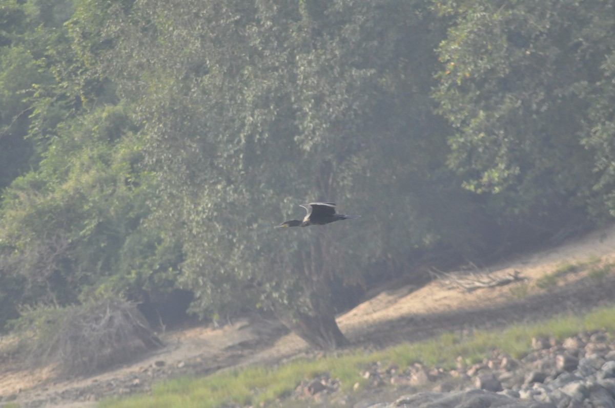 Great Cormorant - Anirudh Nayak