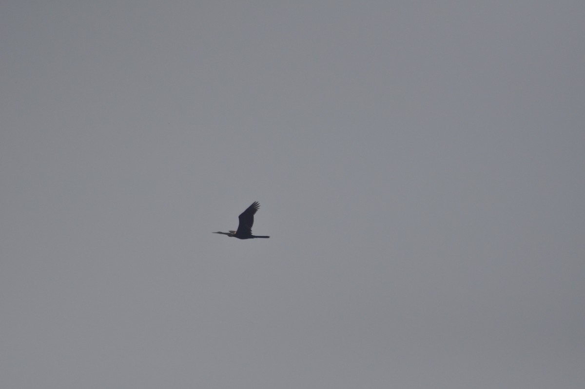 Oriental Darter - Anirudh Nayak