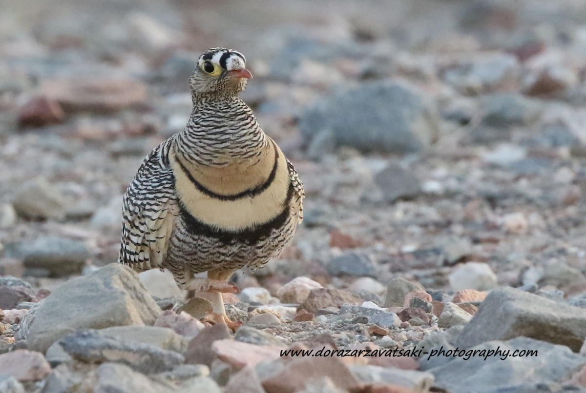 Lichtenstein's Sandgrouse - Dora  Zarzavatsaki