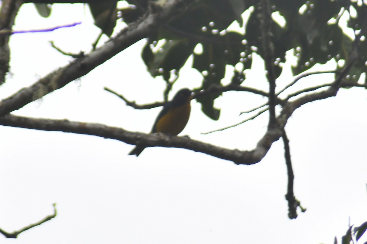 Lacrimose Mountain Tanager - ML610319462