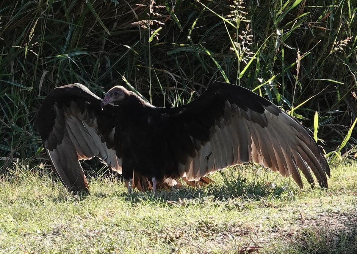 Turkey Vulture - ML610319492