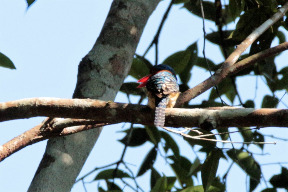 Banded Kingfisher - ML61031971