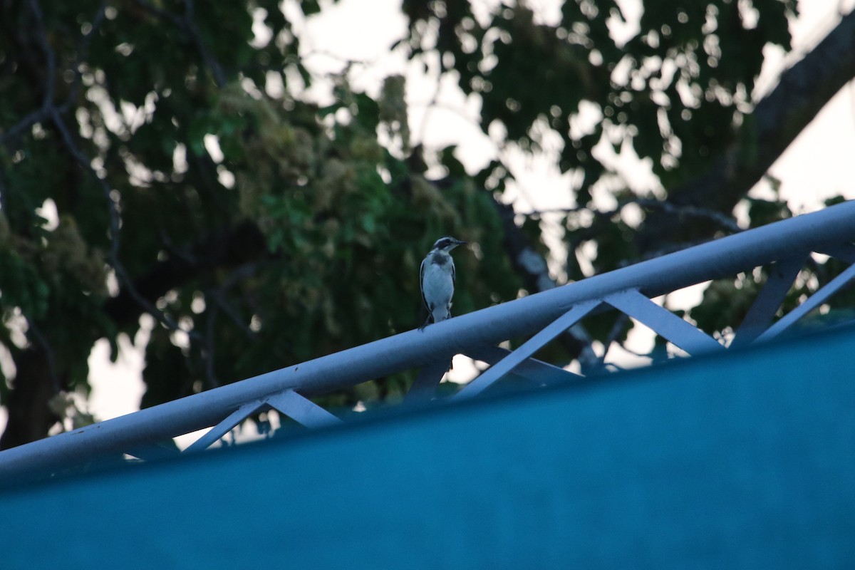 African Pied Wagtail - ML610319741