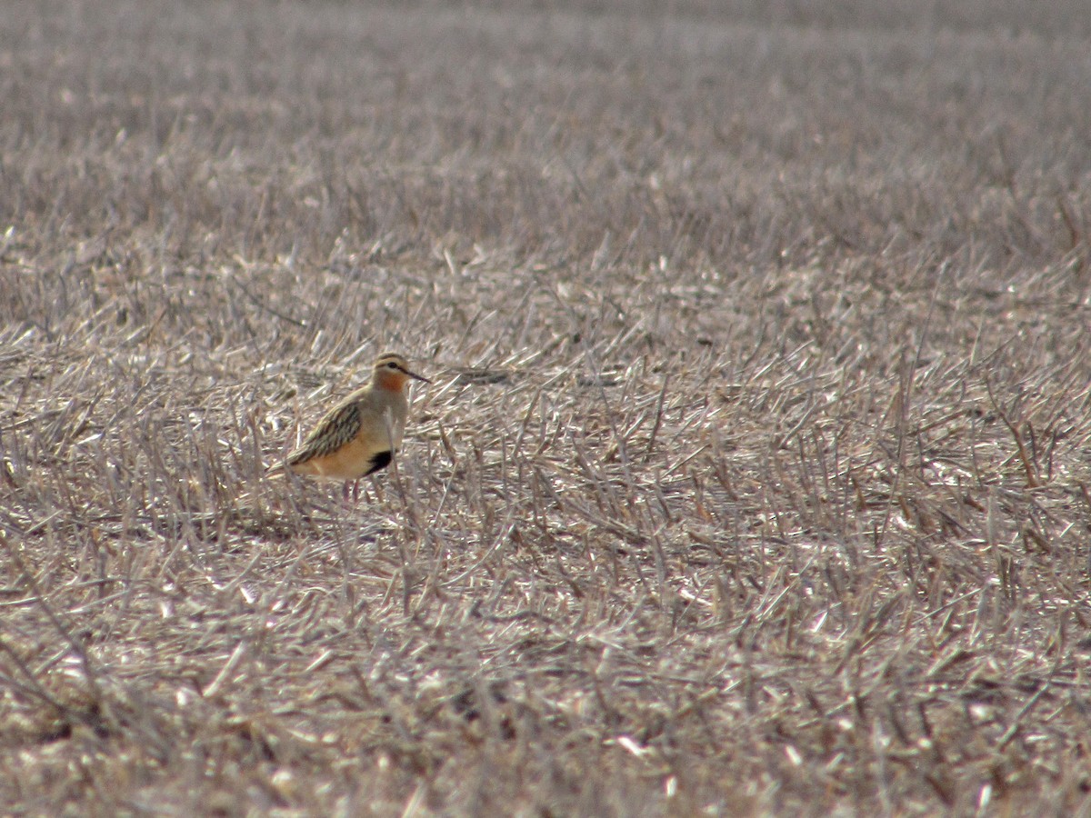 Tawny-throated Dotterel - ML610319782