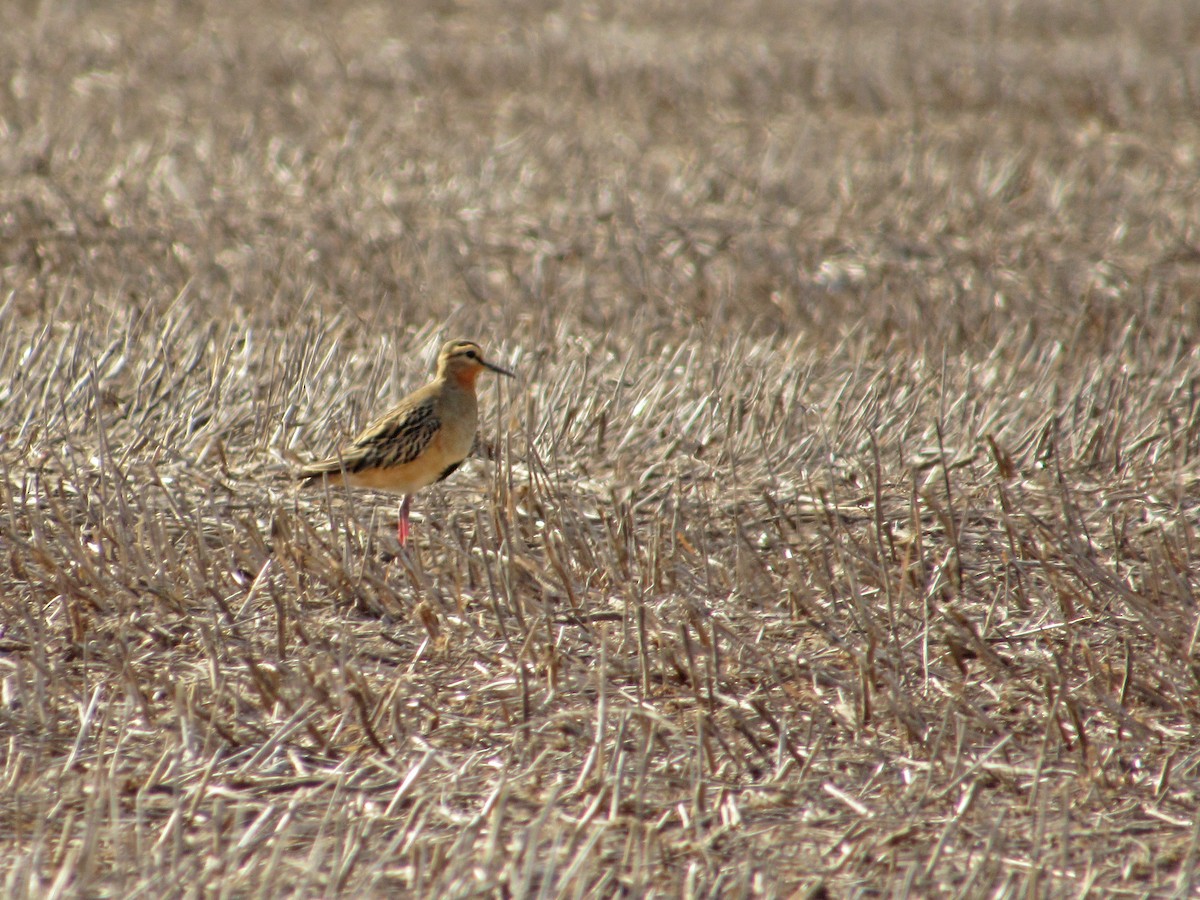 Tawny-throated Dotterel - ML610319784