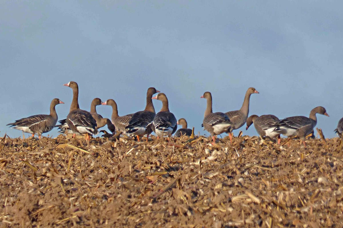Greater White-fronted Goose - ML610319796
