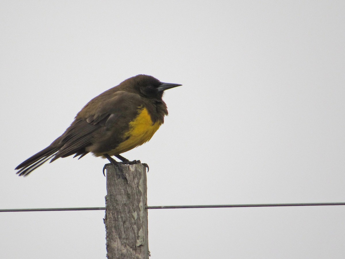 Brown-and-yellow Marshbird - ML610319805