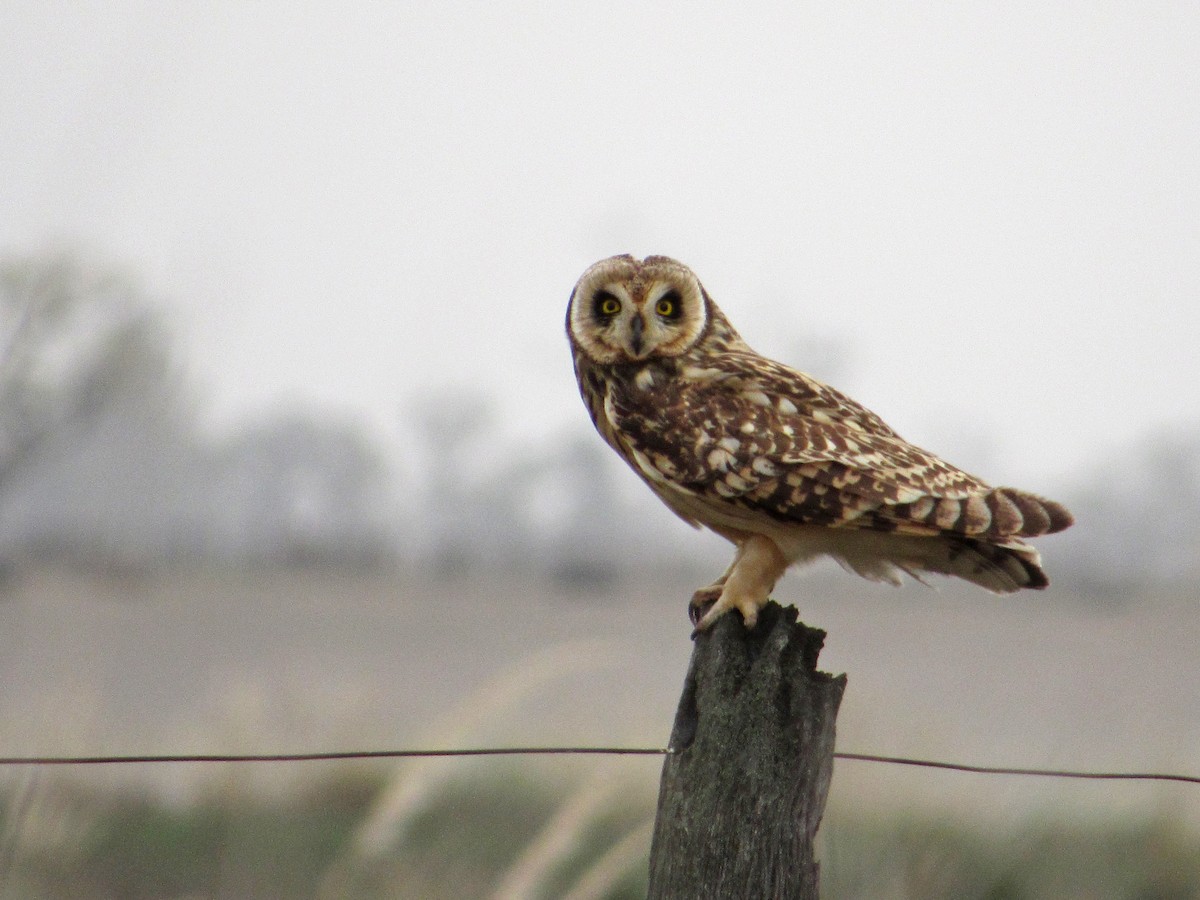 Short-eared Owl - Alasco López